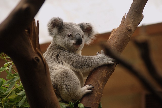 koala na stromě